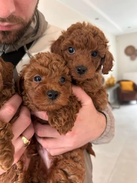 Cucciolo di Barboncino in Adozione  | Foto 1