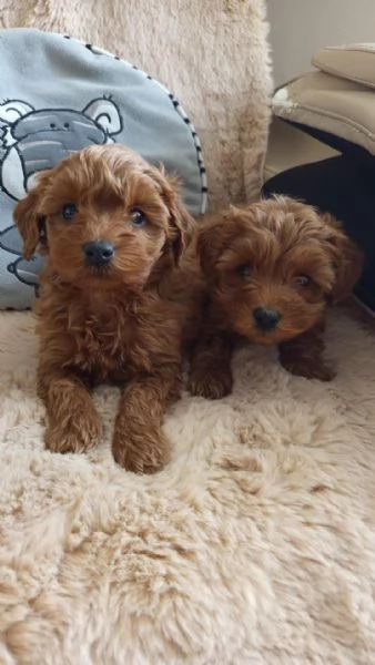 Cucciolo di Barboncino in Adozione  | Foto 0