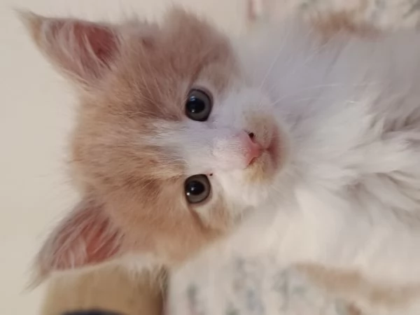 vendesi cuccioli di gatto