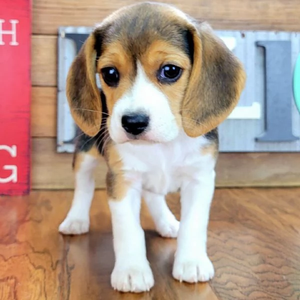 Cuccioli di Beagle  | Foto 0