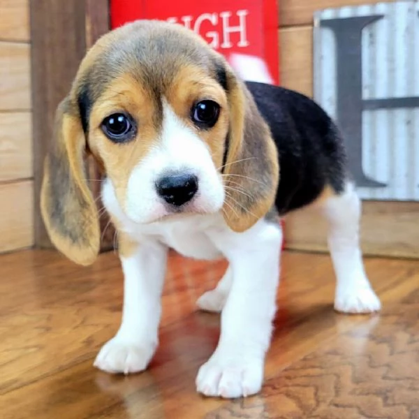 Cuccioli di Beagle 
