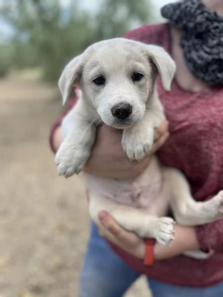 ADOZIONE SPLEDIDI CUCCIOLI DA SALVARE TAGLIA MEDIA | Foto 4