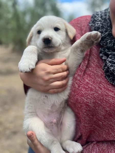 ADOZIONE SPLEDIDI CUCCIOLI DA SALVARE TAGLIA MEDIA | Foto 3