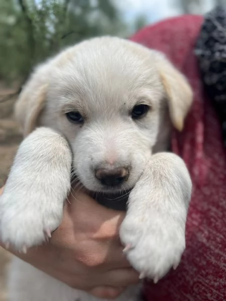 ADOZIONE SPLEDIDI CUCCIOLI DA SALVARE TAGLIA MEDIA