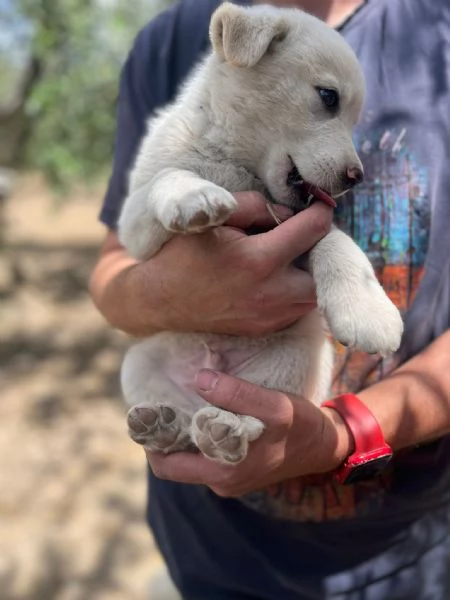 ADOZIONE SPLEDIDI CUCCIOLI DA SALVARE TAGLIA MEDIA | Foto 2