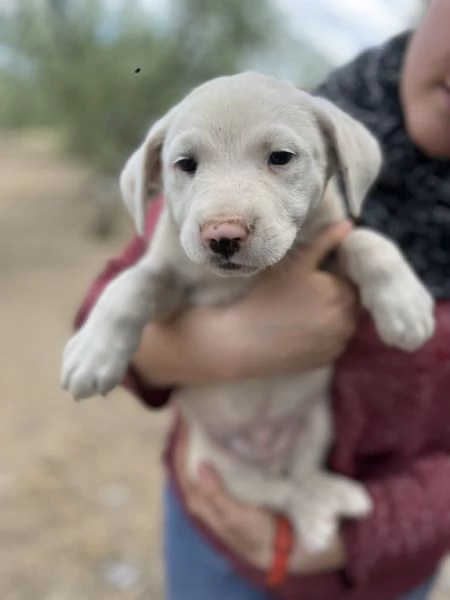 ADOZIONE SPLEDIDI CUCCIOLI DA SALVARE TAGLIA MEDIA | Foto 1