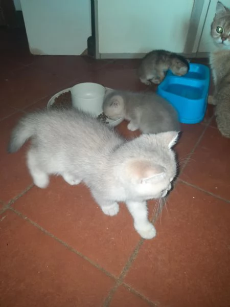SCOTTISH STRAIGHT cuccioli  | Foto 4