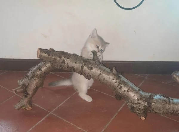 SCOTTISH STRAIGHT cuccioli  | Foto 3