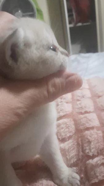 SCOTTISH STRAIGHT cuccioli  | Foto 2