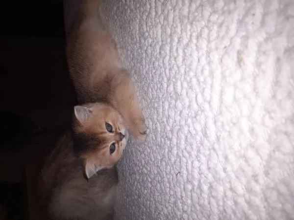 SCOTTISH STRAIGHT cuccioli  | Foto 1