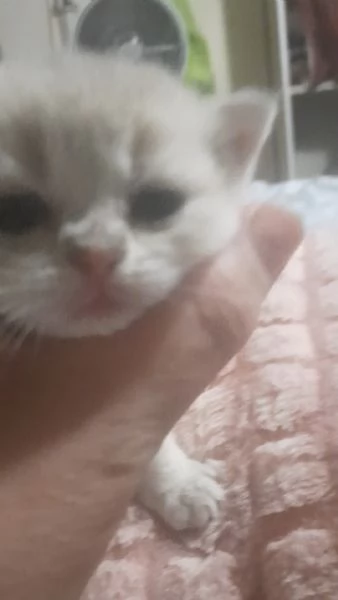 SCOTTISH STRAIGHT cuccioli  | Foto 0