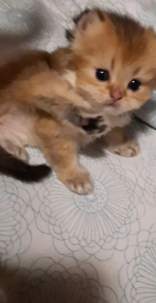 SCOTTISH STRAIGHT cuccioli 