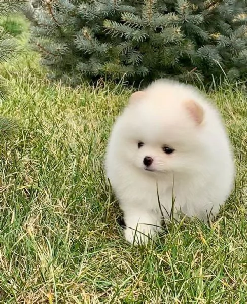 Regala cuccioli di Pomerania  femmine in adozione// | Foto 0