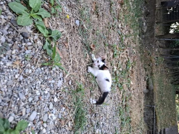 Gattino cerca casa! | Foto 2
