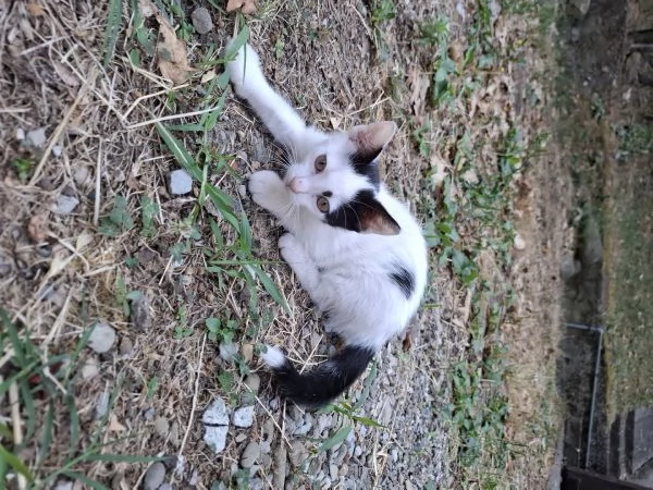 Gattino cerca casa! | Foto 1