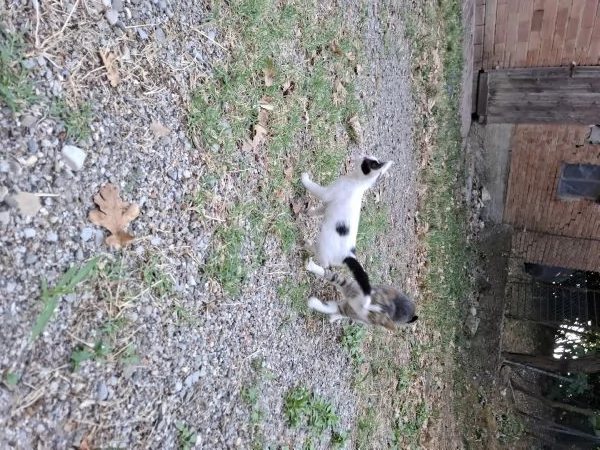 Gattino cerca casa! | Foto 0