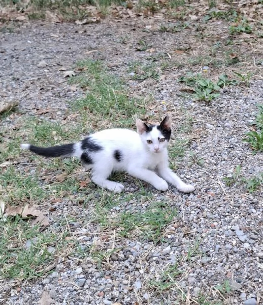 Gattino cerca casa!