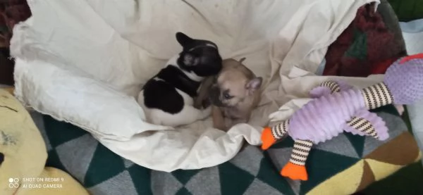 CUCCIOLA BOULDOGUE FRANCESE  | Foto 2