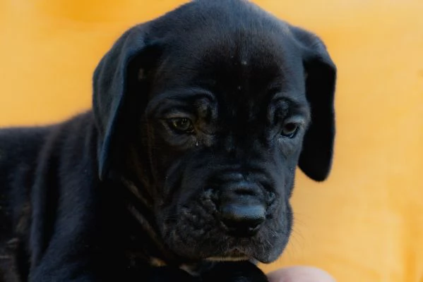 Cucciolo di Alano | Foto 6