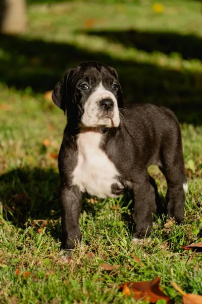 Cucciolo di Alano | Foto 5