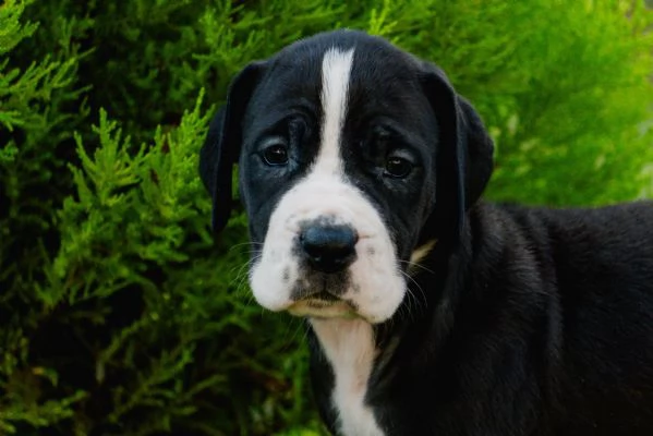 Cucciolo di Alano | Foto 4