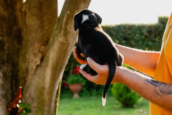 Cucciolo di Alano | Foto 3