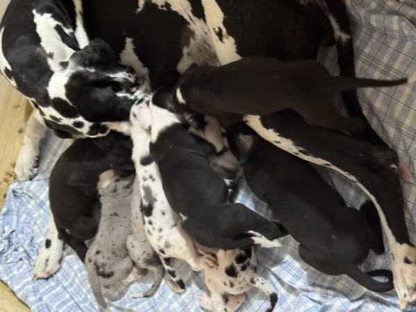 Cucciolo di Alano | Foto 2