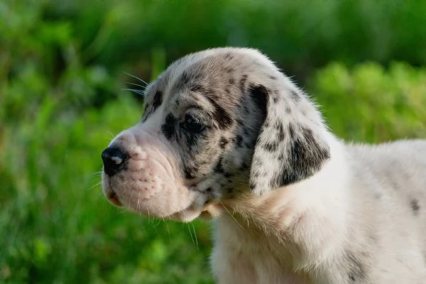 Cucciolo di Alano | Foto 1