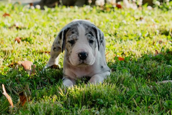 Cucciolo di Alano | Foto 0