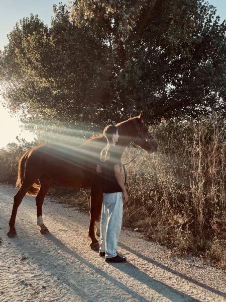 Cavallo Affidabile per Passeggiate, Lavoro o Competizioni