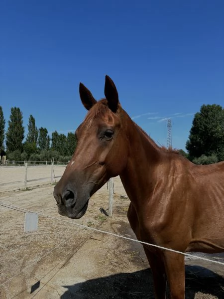 Cavallo Affidabile per Passeggiate, Lavoro o Competizioni | Foto 1