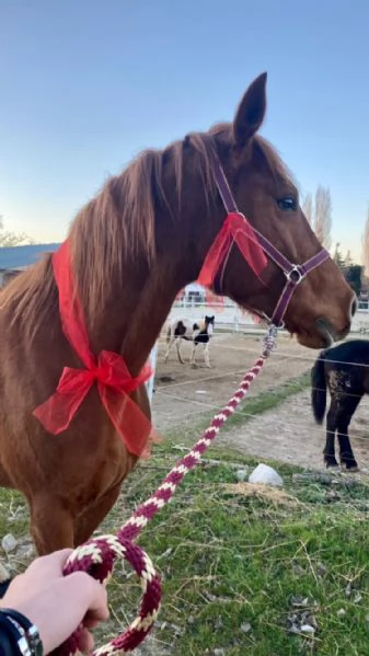 Cavallo Affidabile per Passeggiate, Lavoro o Competizioni | Foto 0