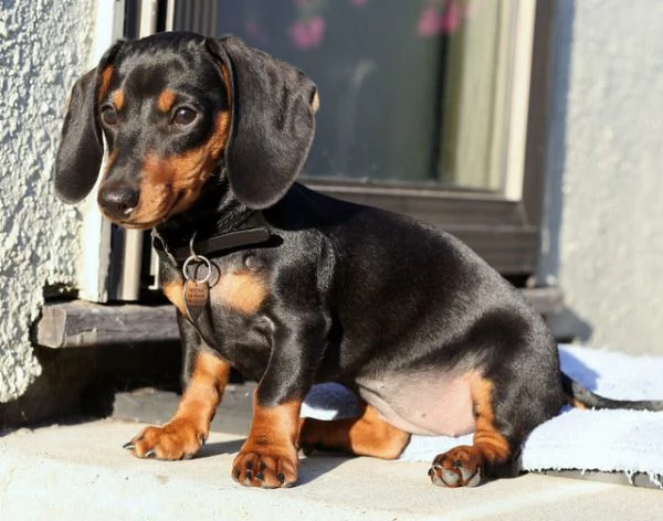 Cuccioli di Bassotto