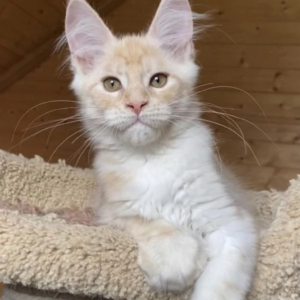 Maine Coon cuccioli pedigree!! | Foto 0