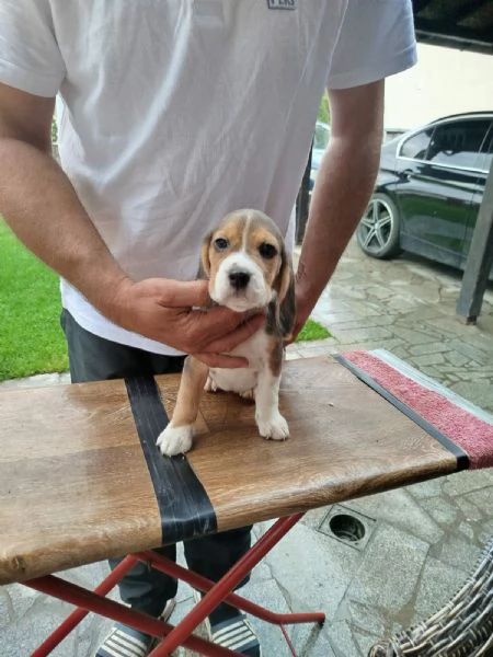 Cuccioli di Beagle in vendita | Foto 6