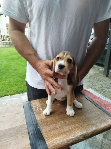 Cuccioli di Beagle in vendita | Foto 5