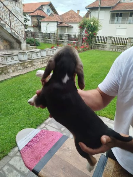 Cuccioli di Beagle in vendita | Foto 4