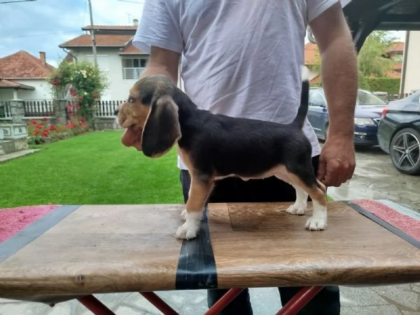 Cuccioli di Beagle in vendita