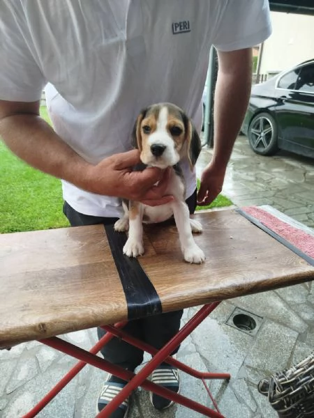 Cuccioli di Beagle in vendita | Foto 3