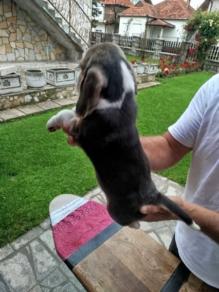 Cuccioli di Beagle in vendita | Foto 2