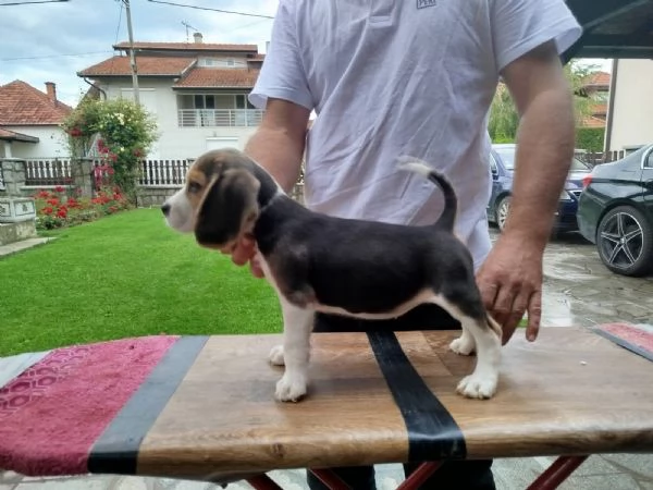 Cuccioli di Beagle in vendita | Foto 1