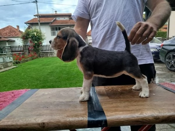 Cuccioli di Beagle in vendita | Foto 0