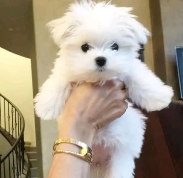 Cuccioli di maltese toy  | Foto 0