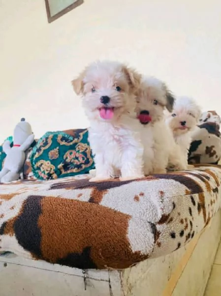 Cuccioli di maltese toy  | Foto 0