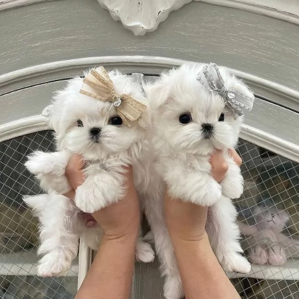 Cuccioli di maltese toy  | Foto 0