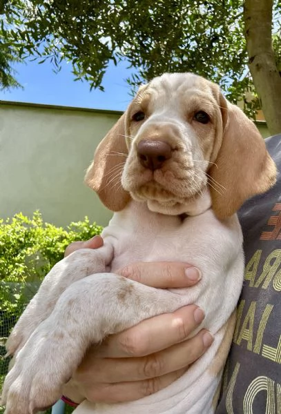 Bracco Italiano | Foto 3