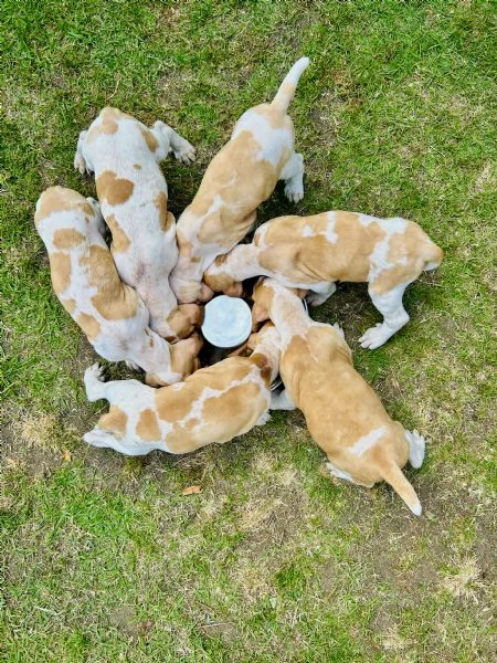 Bracco Italiano | Foto 2