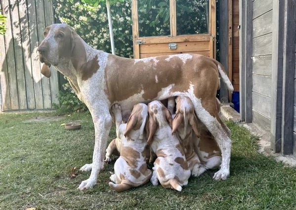 Bracco Italiano | Foto 1