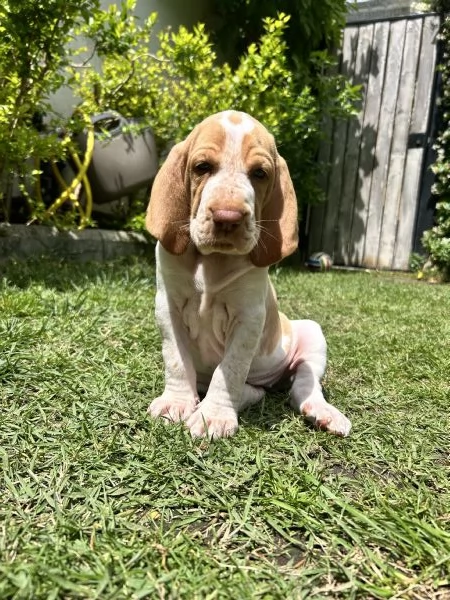 Bracco Italiano | Foto 0