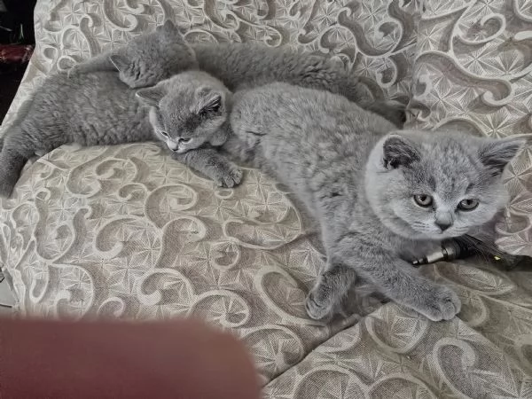 3 femmine british shorthair